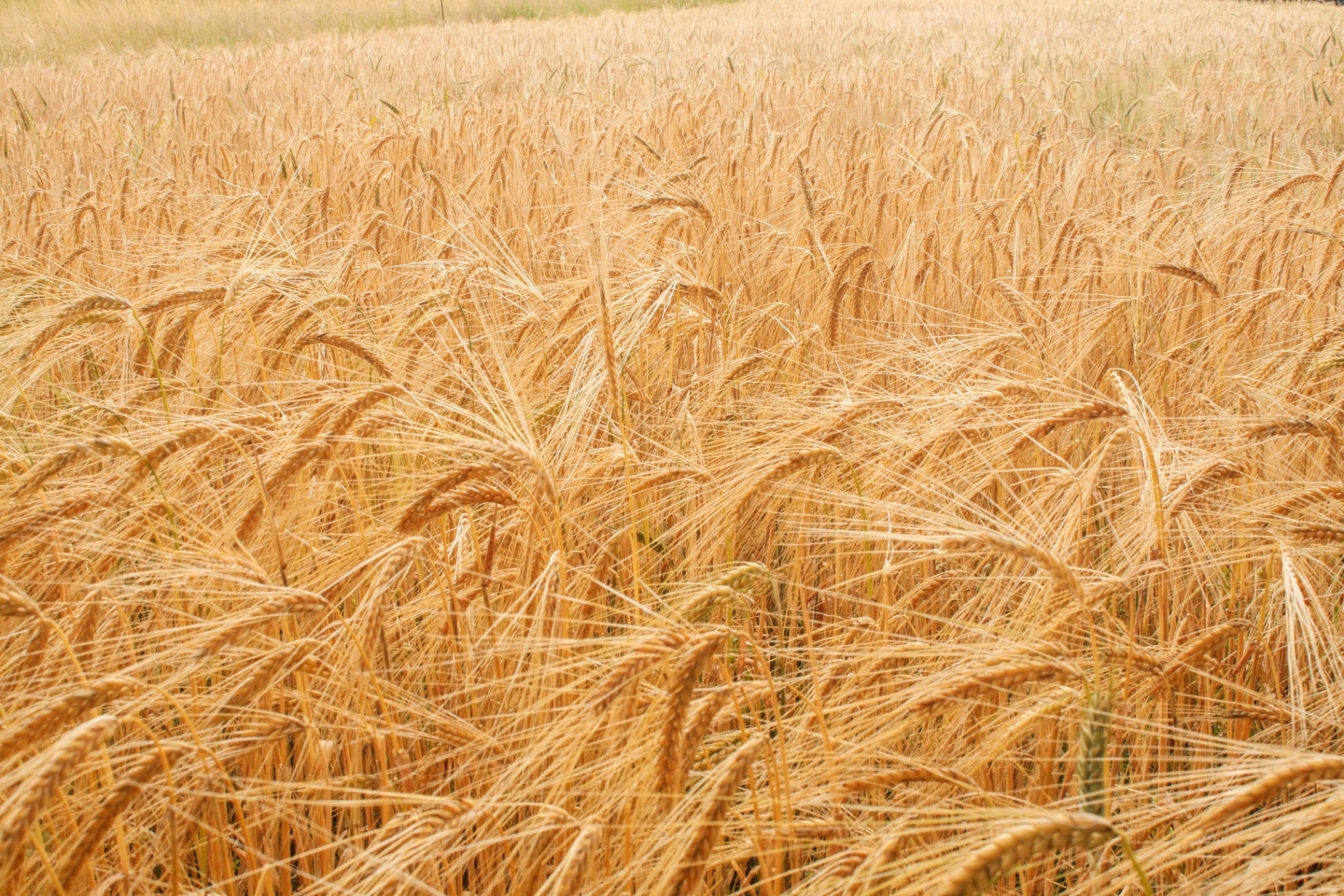 Wheat fields