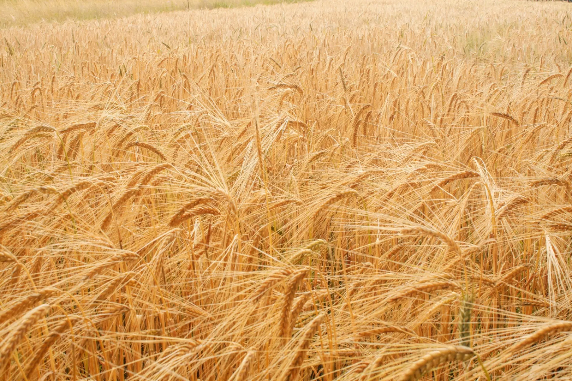 Wheat & Food Industries